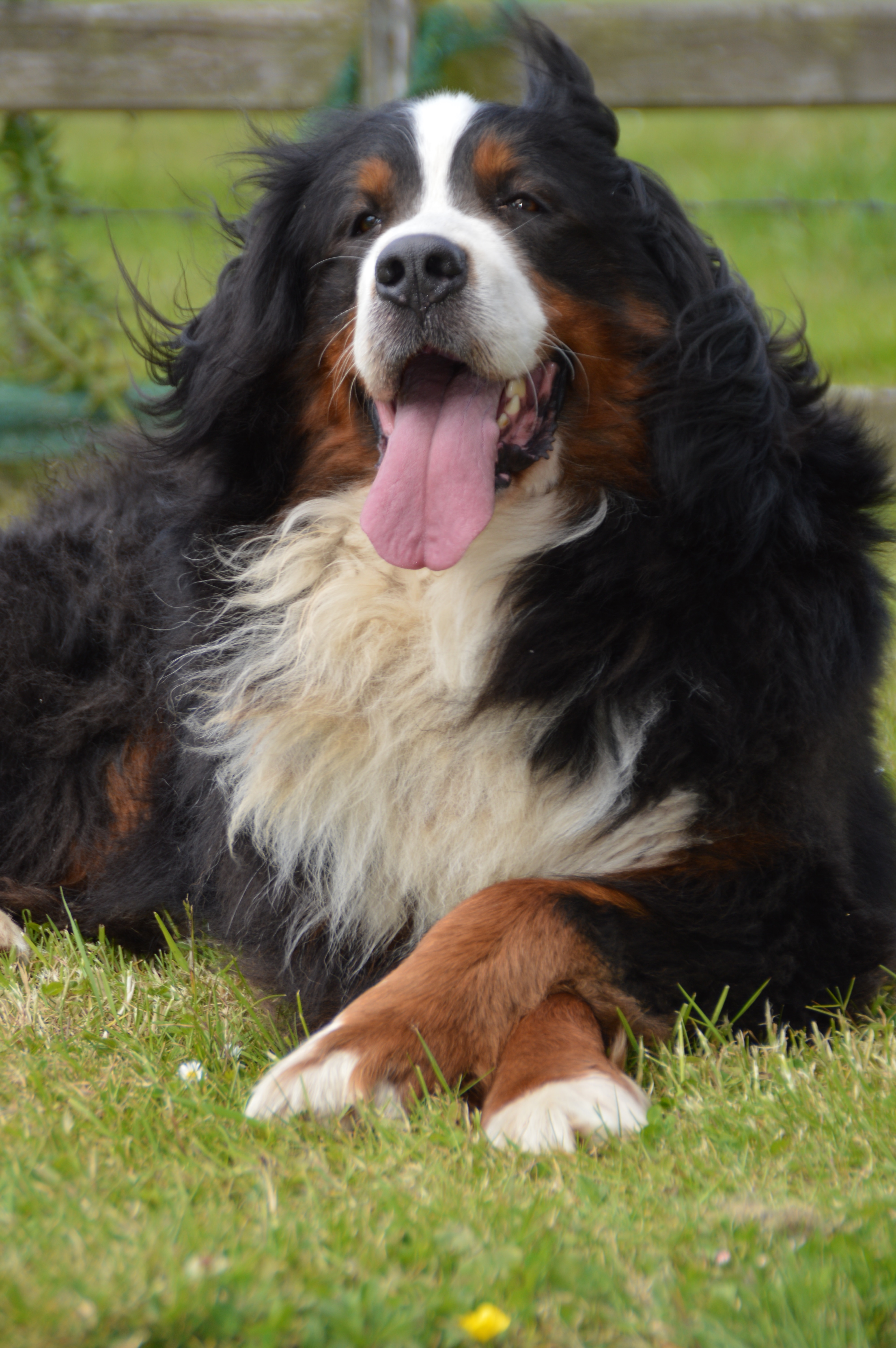 Bernese Mountain Dogs - Roundthorn Stud 